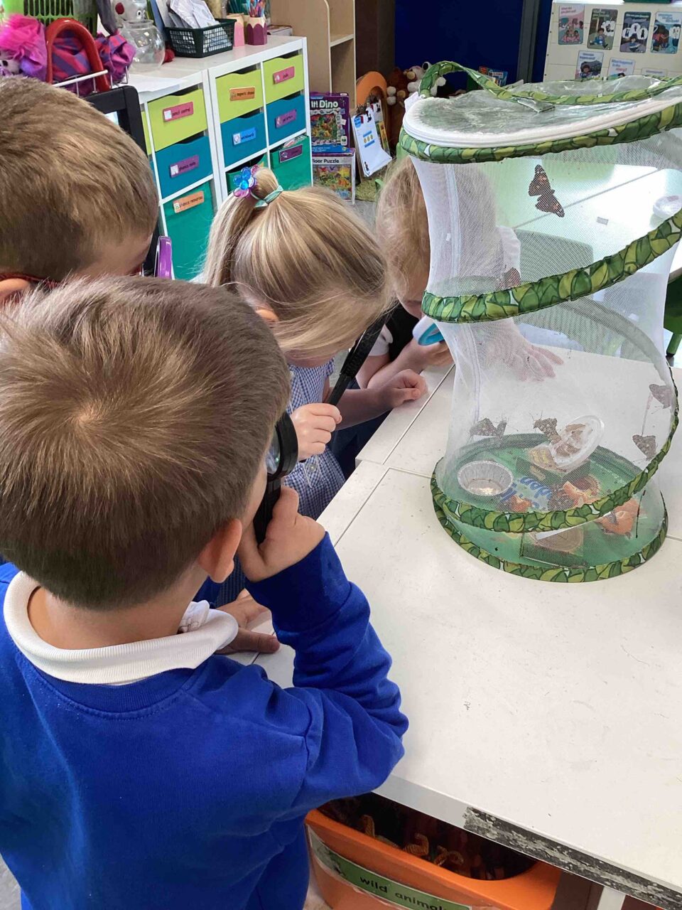 Butterflies in Spain Class!